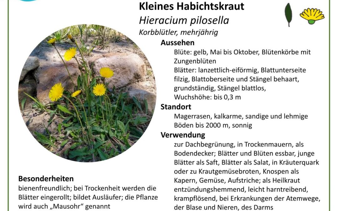 Kleines Habichtskraut – Hieracium pilosella