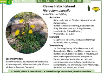 Kleines Habichtskraut – Hieracium pilosella