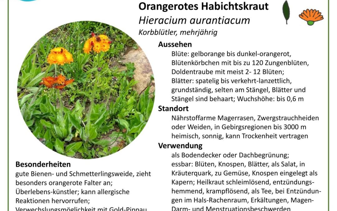 Orangerotes Habichtskraut – Hieracium aurantiacum