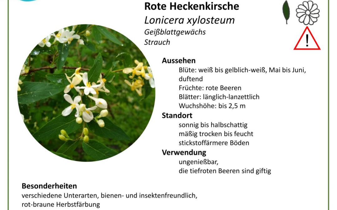 Rote Heckenkirsche – Lonicera xylosteum