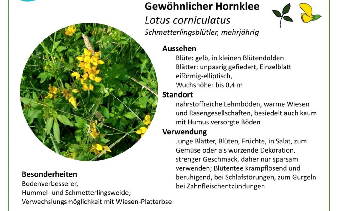 Gewöhnlicher Hornklee – Lotus corniculatus