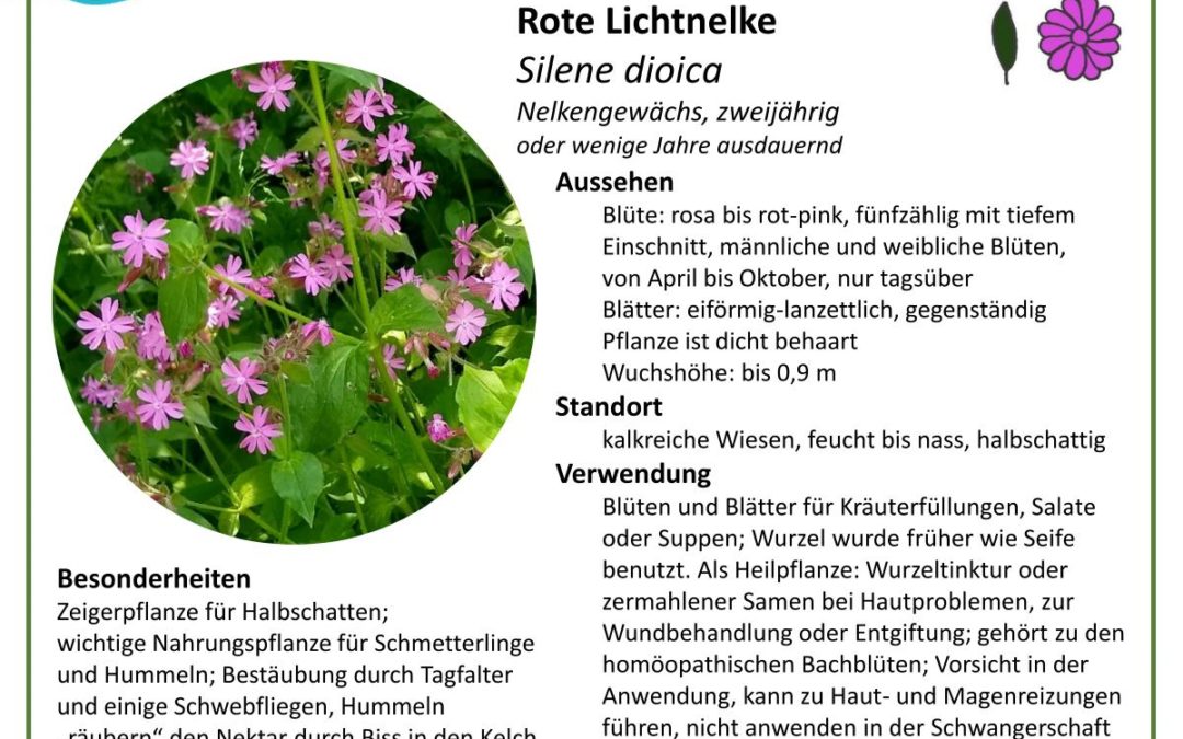 Rote Lichtnelke – Silene dioica