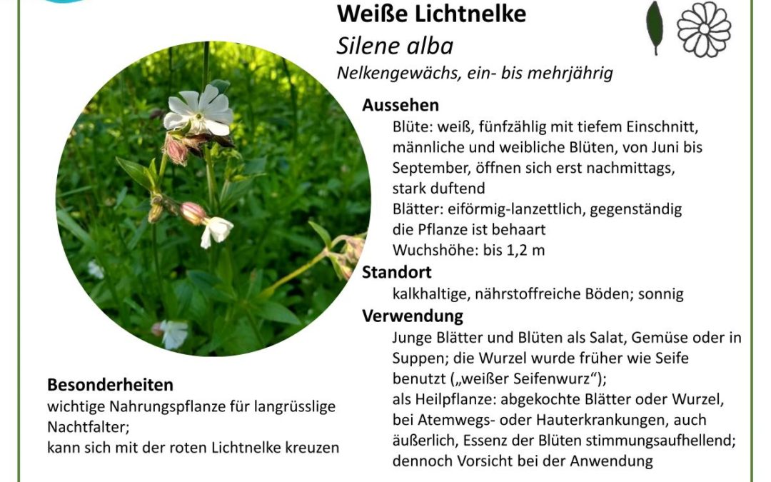 Weiße Lichtnelke – Silene alba