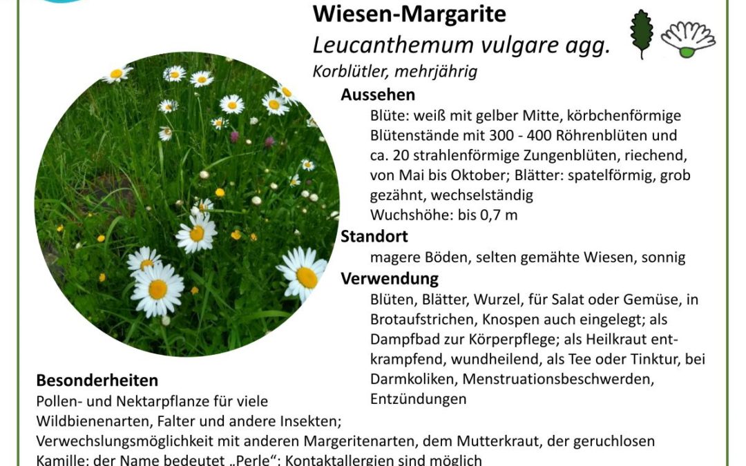 Wiesen-Margarite – Leucanthemum vulgare agg.