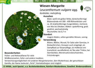 Wiesen-Margarite – Leucanthemum vulgare agg.