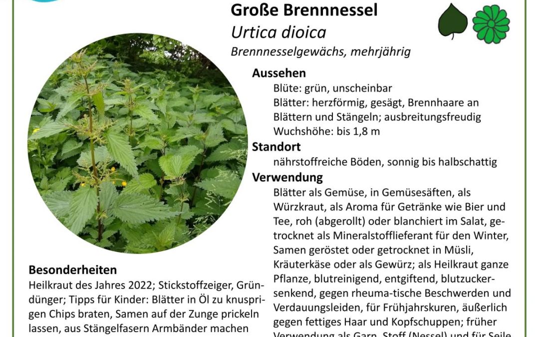 Große Brennnessel – Urtica dioica