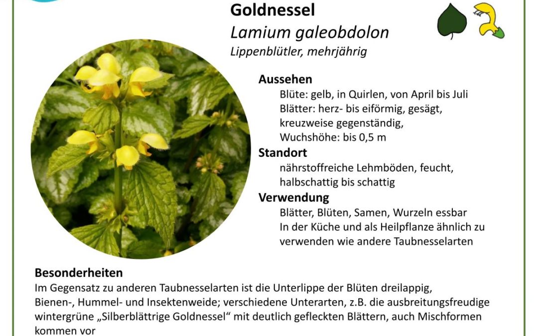 Goldnessel – Lamium galeobdolon