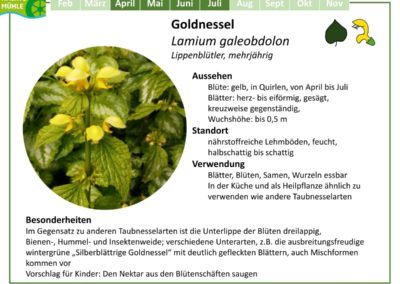 Goldnessel – Lamium galeobdolon