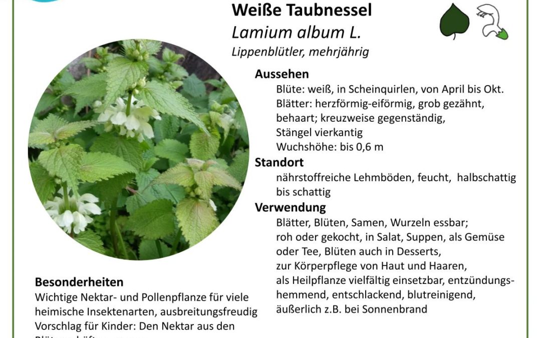 Weiße Taubnessel – Lamium album L.