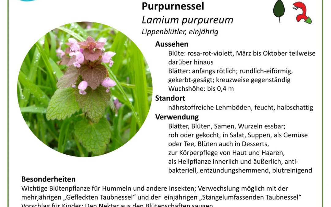 Purpurnessel – Lamium purpureum