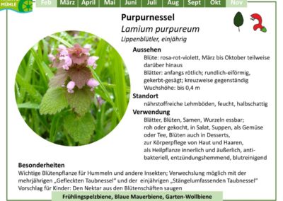 Purpurnessel – Lamium purpureum