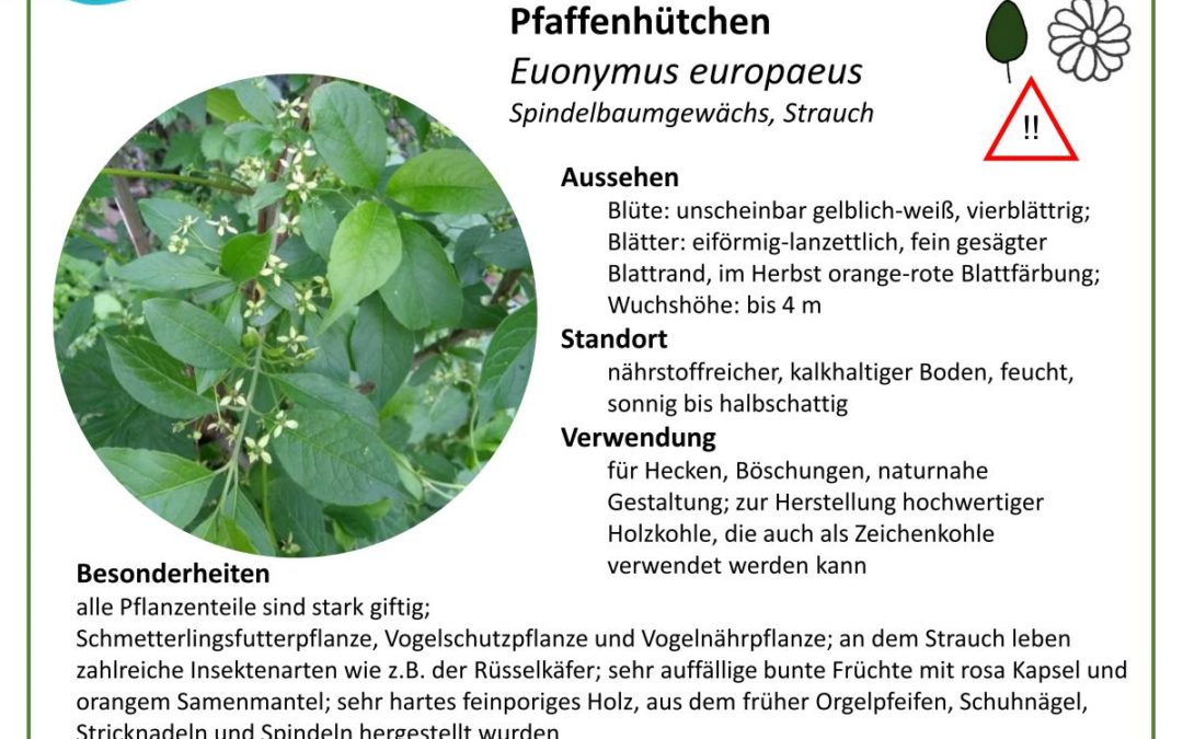 Pfaffenhütchen – Euonymus europaeus