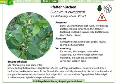 Pfaffenhütchen – Euonymus europaeus