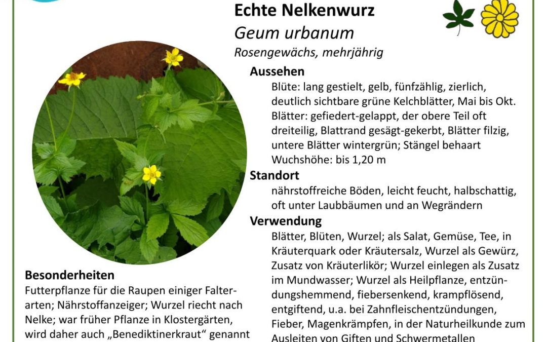Echte Nelkenwurz – Geum urbanum