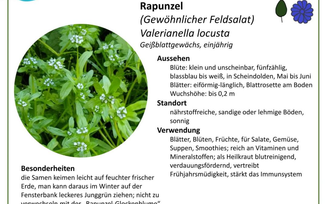 Rapunzel (Gewöhnlicher Feldsalat) – Valerianella locusta