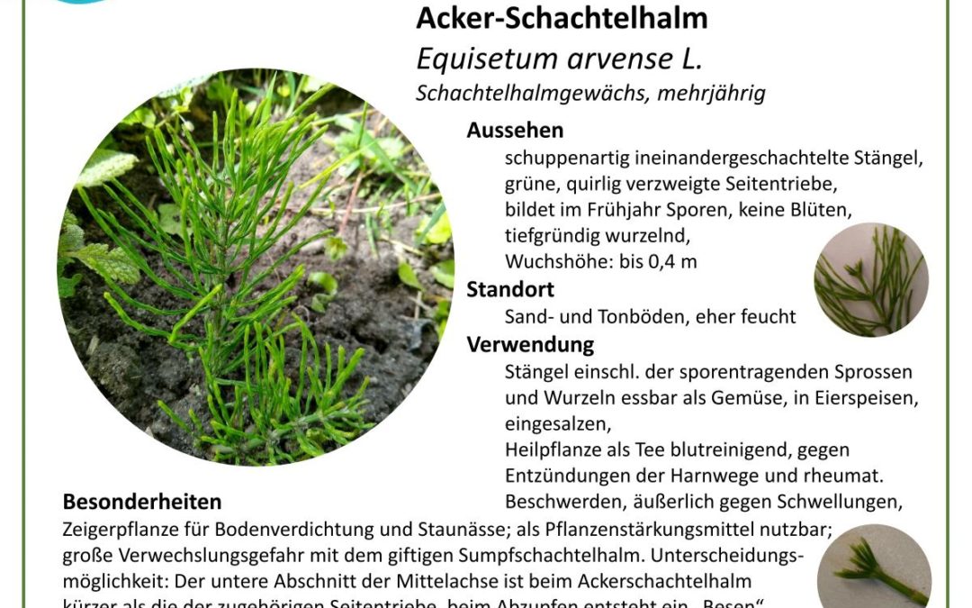Acker-Schachtelhalm – Equisetum arvense L.