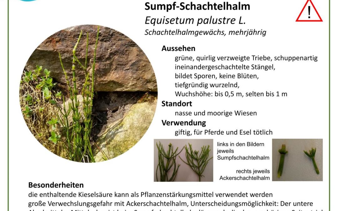 Sumpf-Schachtelhalm – Equisetum palustre L.