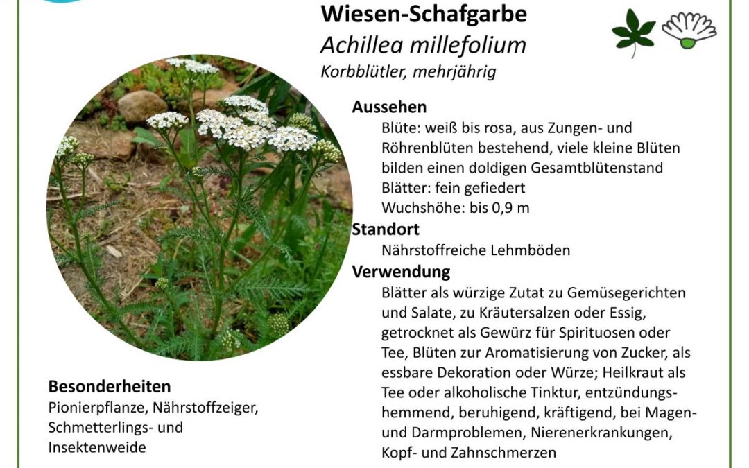 Wiesen-Schafgarbe – Achillea millefolium
