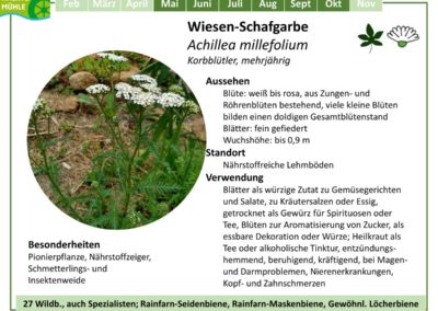 Wiesen-Schafgarbe – Achillea millefolium