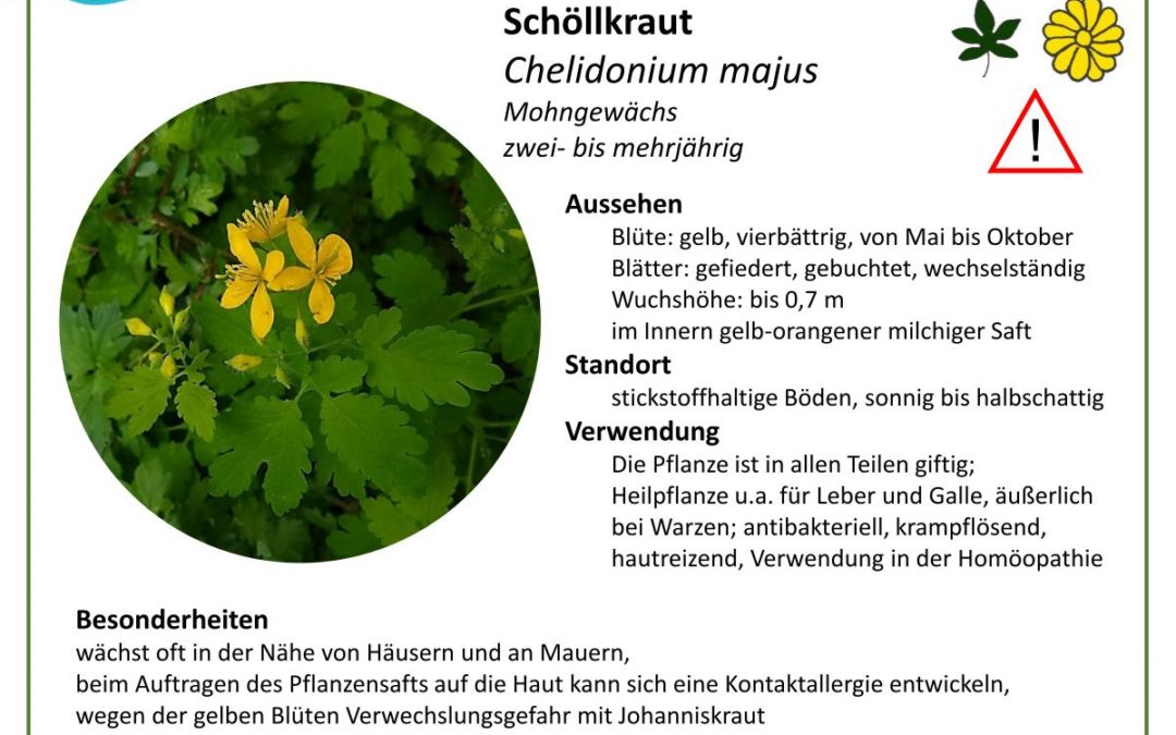 Schöllkraut – Chelidonium majus