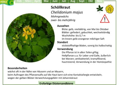 Schöllkraut – Chelidonium majus