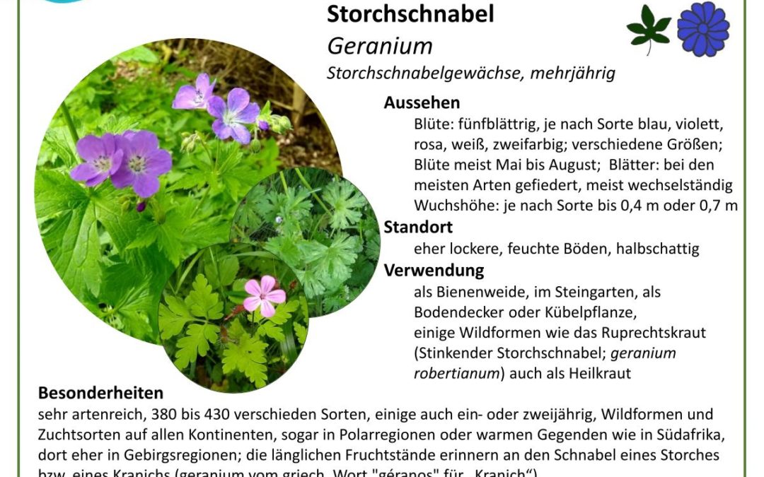 Storchschnabel – Geranium