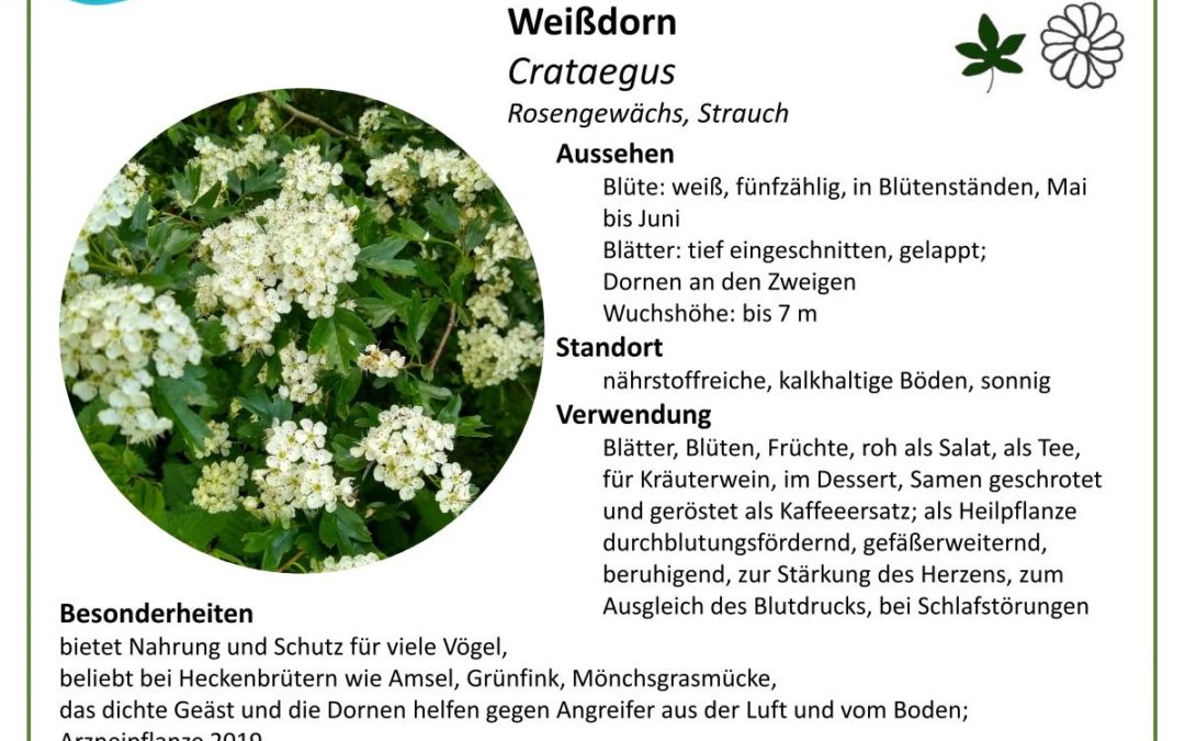 Weißdorn – Crataegus