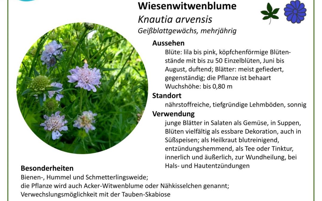 Wiesenwitwenblume – Knautia arvensis