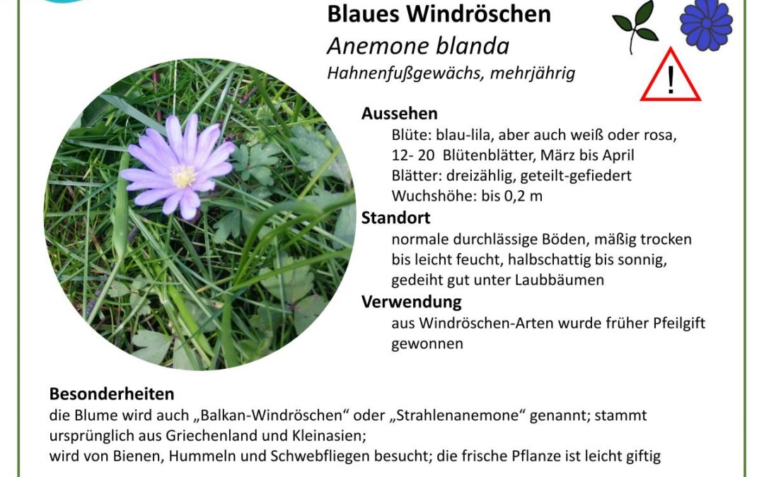 Blaues Windröschen – Anemone blanda