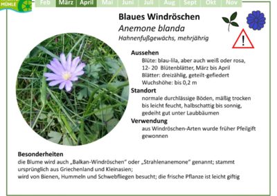Blaues Windröschen – Anemone blanda