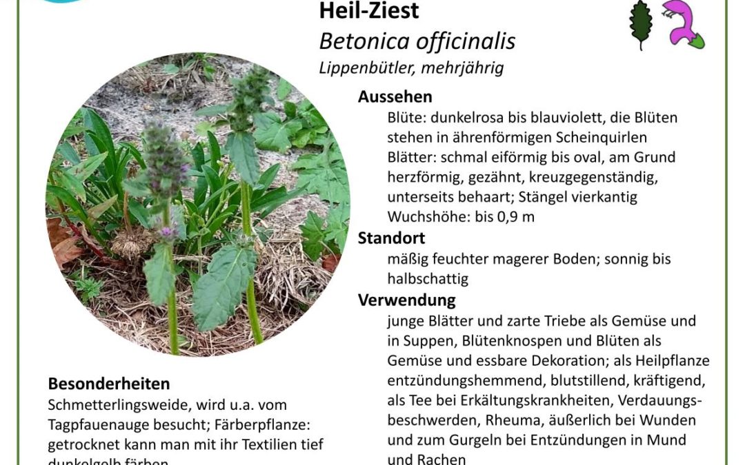 Heil-Ziest – Betonica officinalis