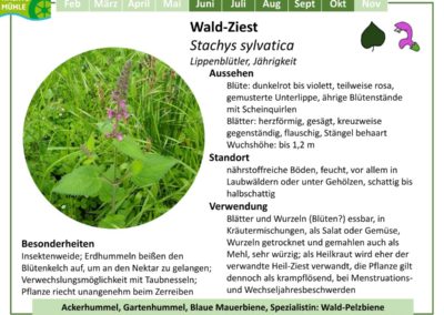 Wald-Ziest – Stachys sylvatica