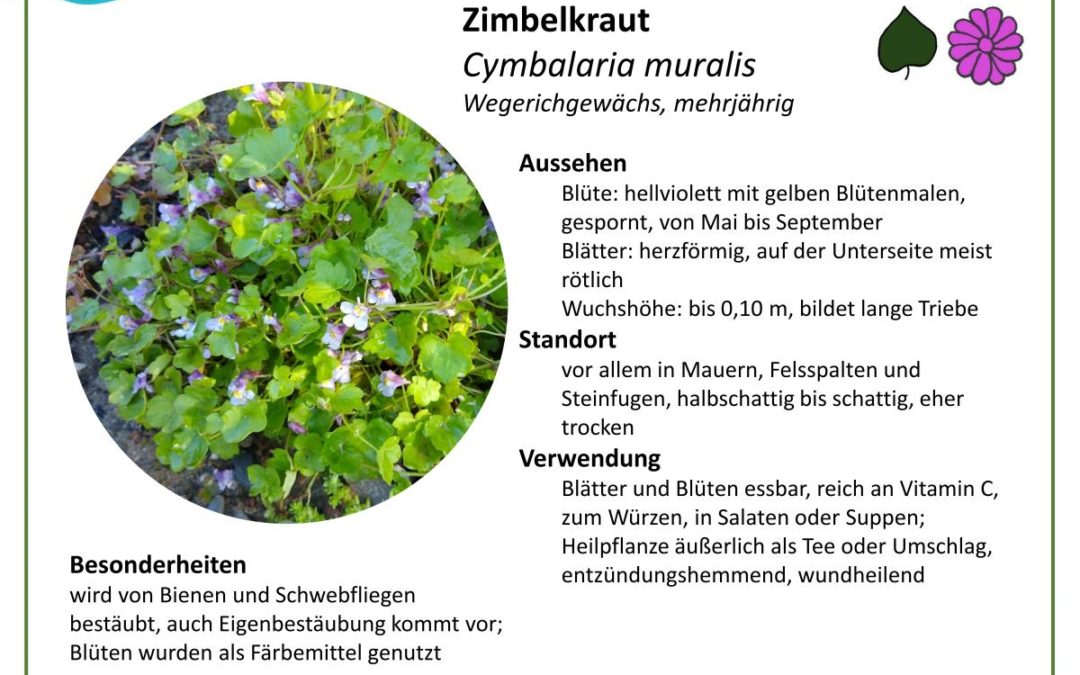 Zimbelkraut – Cymbalaria muralis