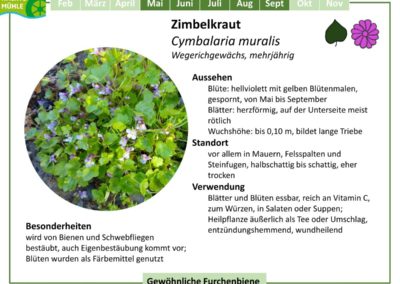 Zimbelkraut – Cymbalaria muralis