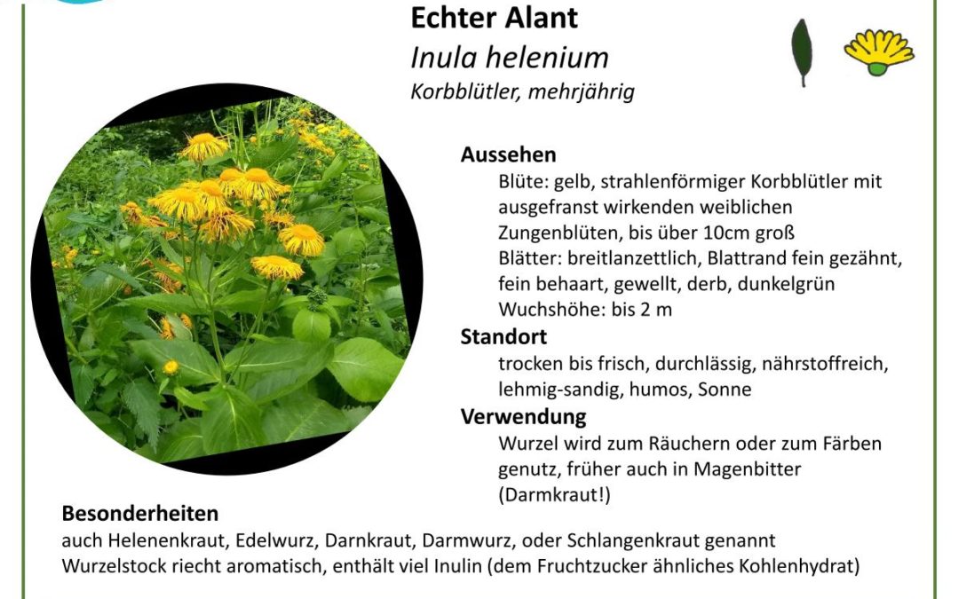 Echter Alant – Inula helenium
