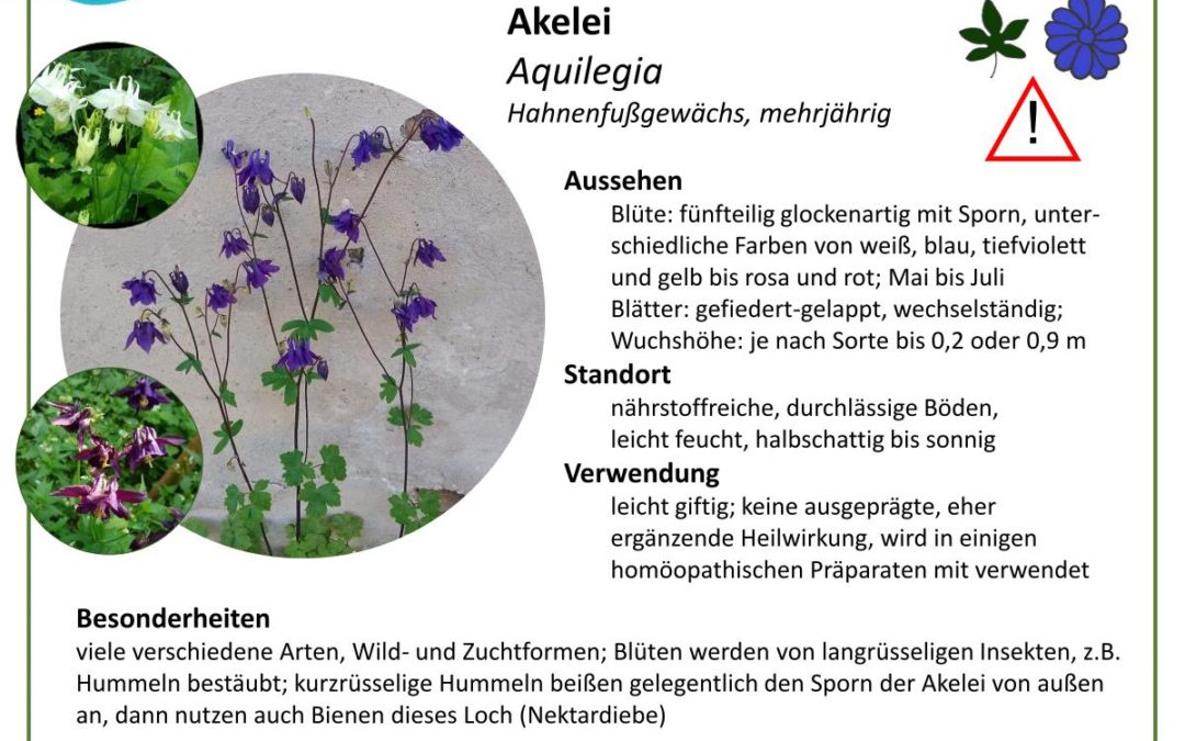 Akelei – Aquilegia