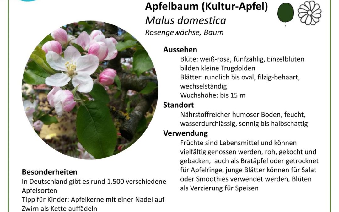 Apfelbaum (Kultur-Apfel) – Malus domestica