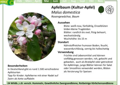 Apfelbaum (Kultur-Apfel) – Malus domestica
