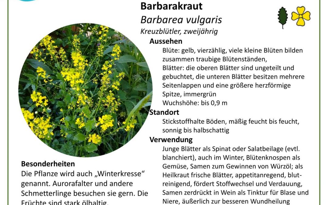 Barbarakraut – Barbarea vulgaris