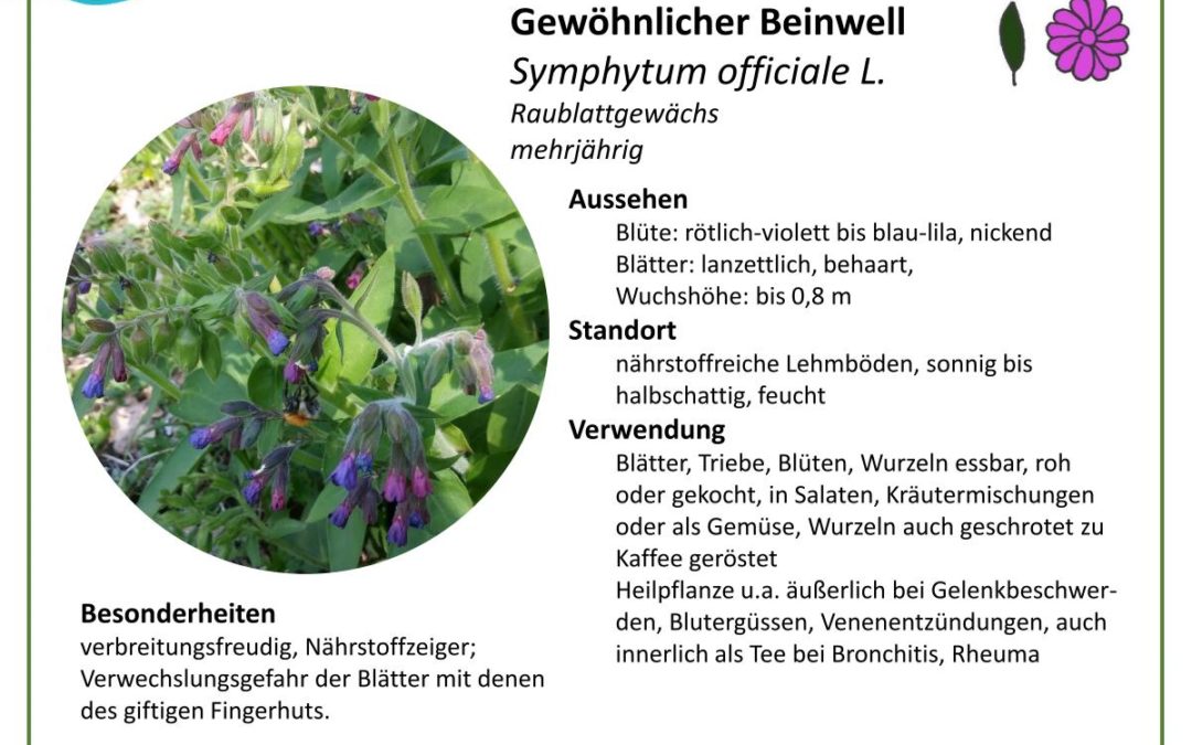 Gewöhnlicher Beinwell – Symphytum officiale L.