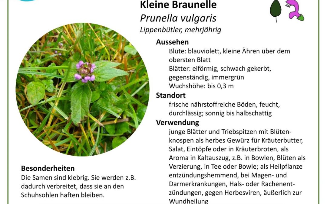 Kleine Braunelle – Prunella vulgaris