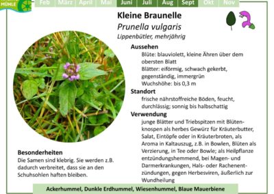 Kleine Braunelle – Prunella vulgaris