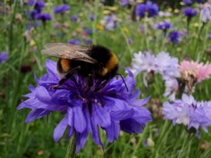 Hummel Auf Kornblume I