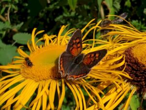 Insekten Auf Blume I